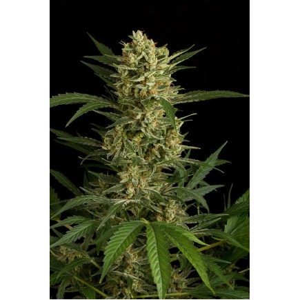 Original Amnesia Autoflowering